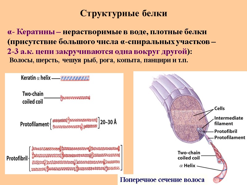 Структурные белки Поперечное сечение волоса α- Кератины – нерастворимые в воде, плотные белки 